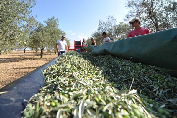 azienda_ulivi_olio_02